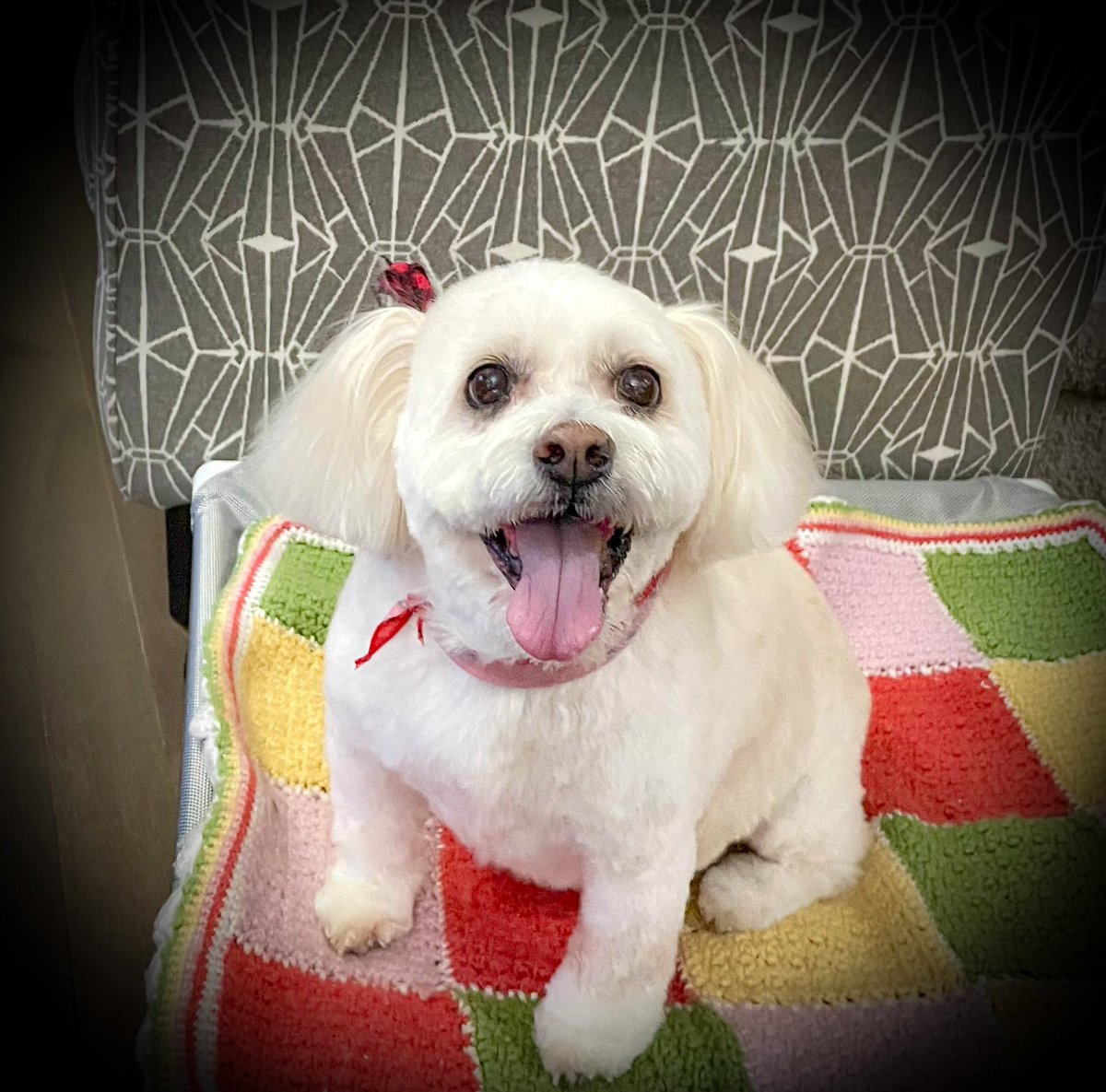 🌼Daisy the Malti-pom 🌼 tweet media