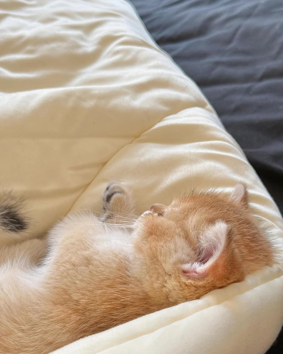 Catsillyness's tweet photo. Eepy baby https://t.co/WlpCksbGQ9