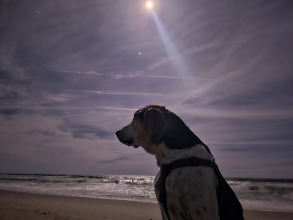 Robtff's tweet photo. Who's ready for the 8 O'clock Rocket Launch. Live from Fort Fisher Beach....this Hound! Hell if-@travisstaylor1 can provoke a response with model rockets think about what @elonmusk
Can do with real ones. Woof. Woof!
#Fortfisher
#spaceX
#Ncproud. #Droneshow
#hearthstone
@TransmediumUFO