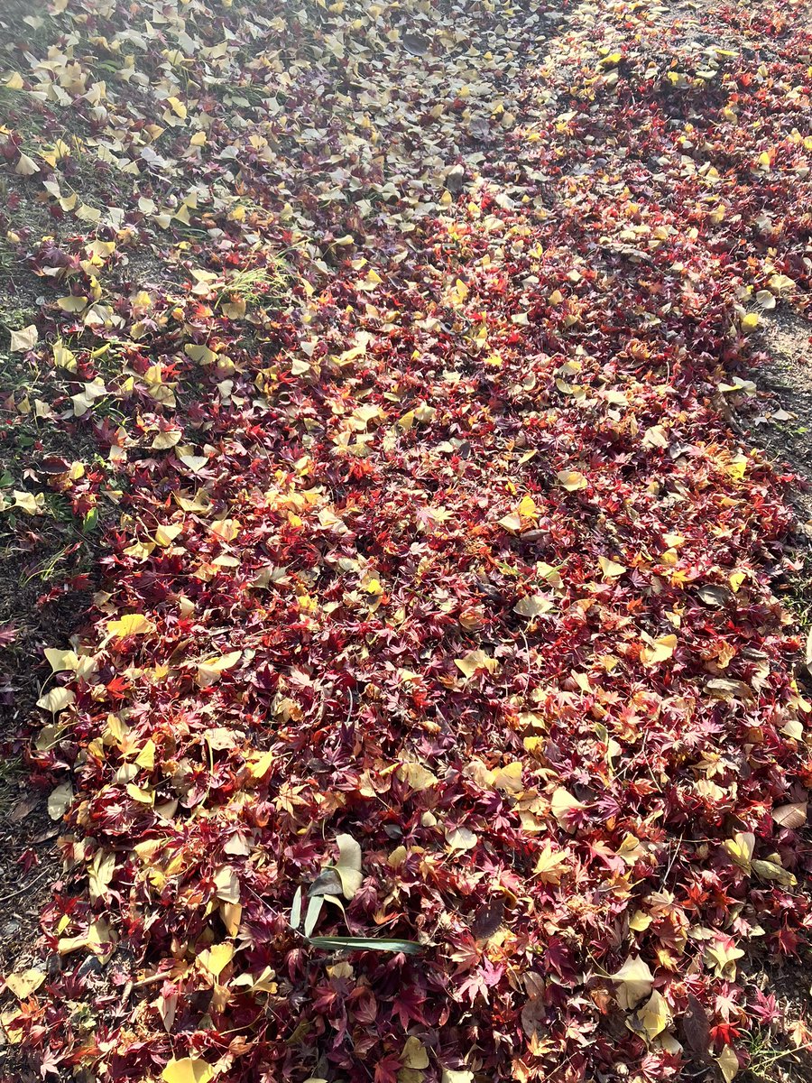 chissssaaaaa's tweet photo. 落ち葉のじゅうたん🍁 https://t.co/py48lUJsCP