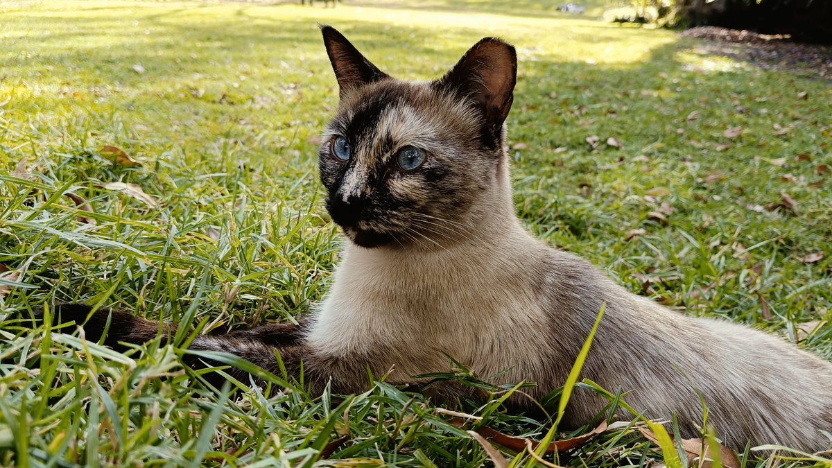 zenenzeferino's tweet photo. Hoy se me acercó está gatita que vive en el @CC_LosPinos . Después de un rato de conversación se alejó felíz y contenta.
#musicostradiconales #fonca https://t.co/MrisOuk78B