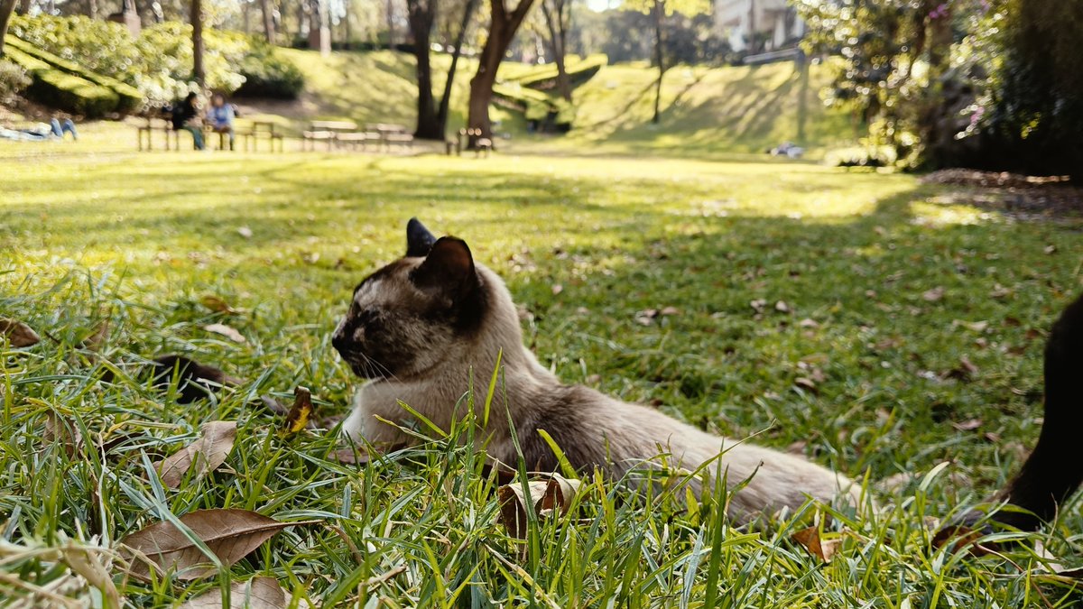 zenenzeferino's tweet photo. Hoy se me acercó está gatita que vive en el @CC_LosPinos . Después de un rato de conversación se alejó felíz y contenta.
#musicostradiconales #fonca https://t.co/MrisOuk78B