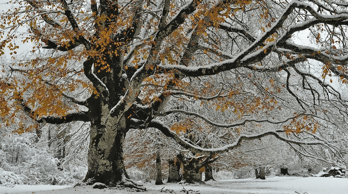 JacksonsTreeNC's tweet photo. What Are the Common Causes of Winter Damage to Trees?

Read more: https://t.co/Eo7NPG81Pt

#treeservice #treeservice #WinterTreeCare #treecare https://t.co/jCr0U9iL8o