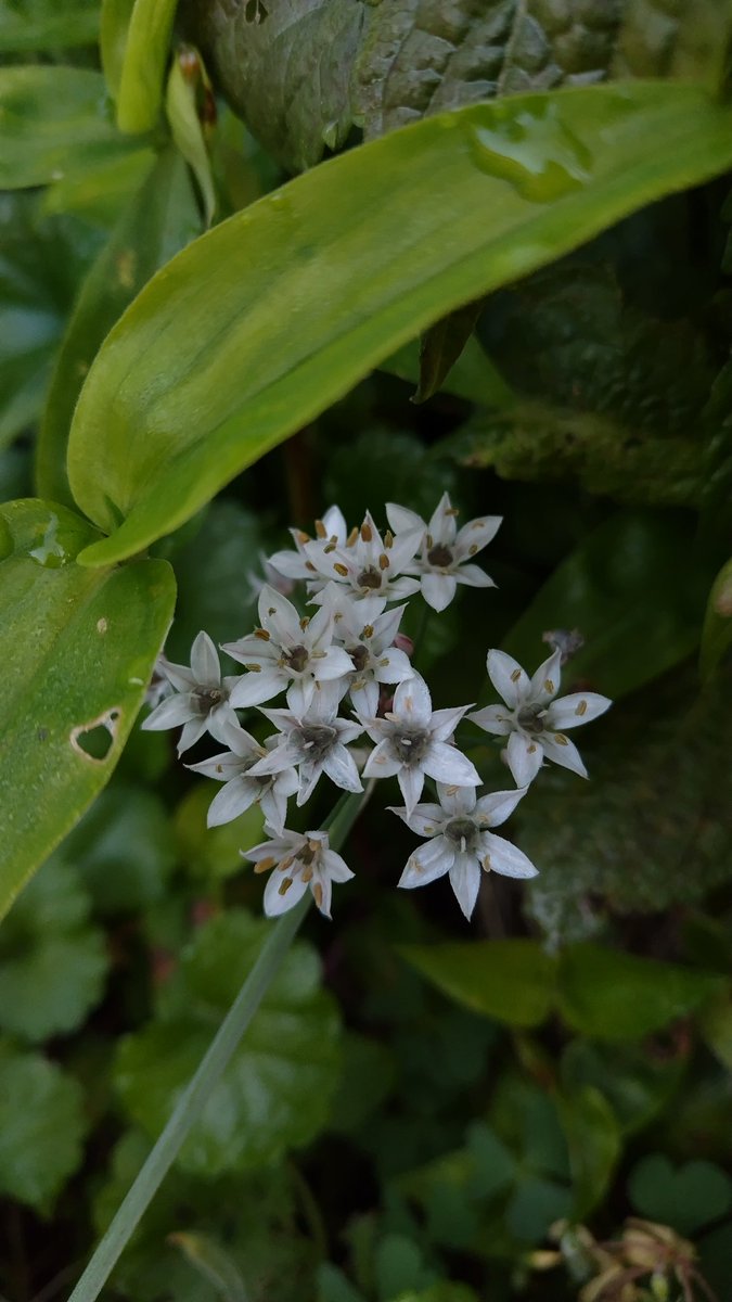 晩夏の頃、あちこちで咲いていたニラの花、色々な葉っぱの陰で、まだ咲いているのを見付けて撮りました。
