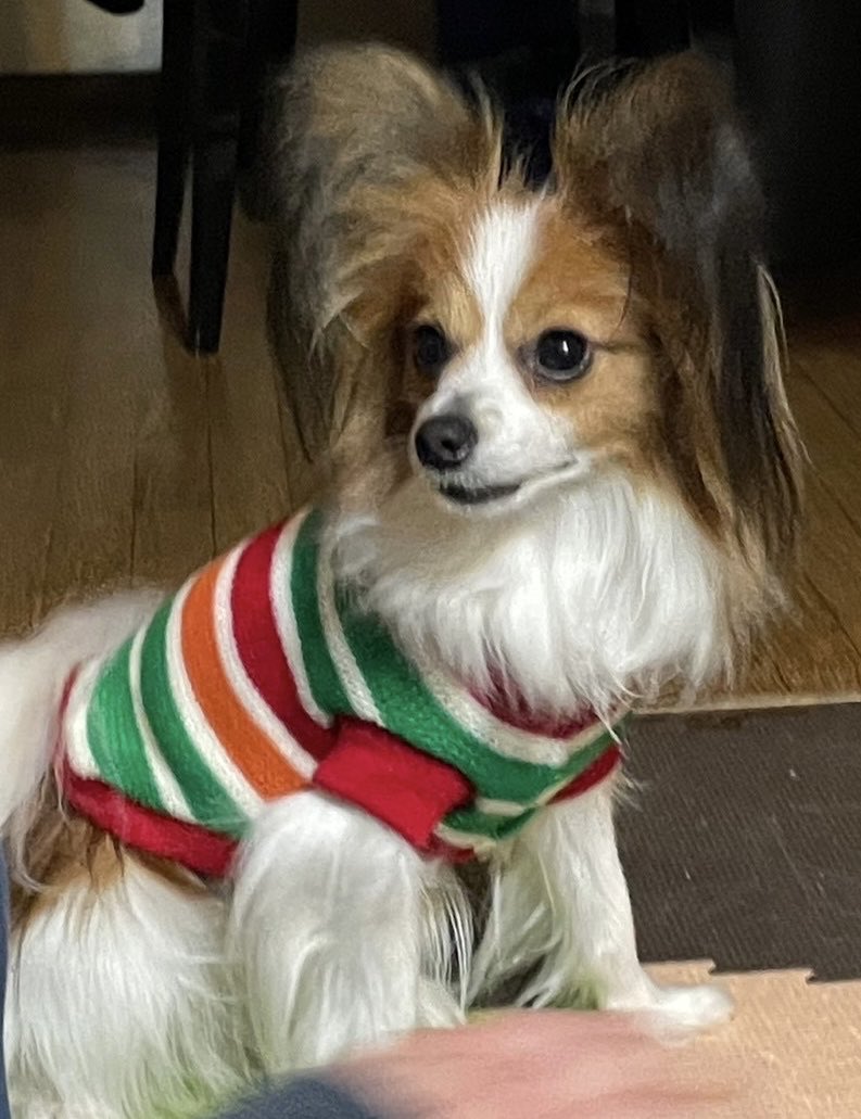 emuoffice's tweet photo. もうすぐクリスマス🎄だね　ご予定は？ https://t.co/p7dWKAHXMn