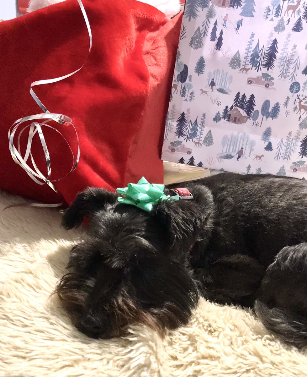 This pressie wrapping malarkey is expawsting &lt;sigh&gt; 
#schnauzersofX #schnauzergang