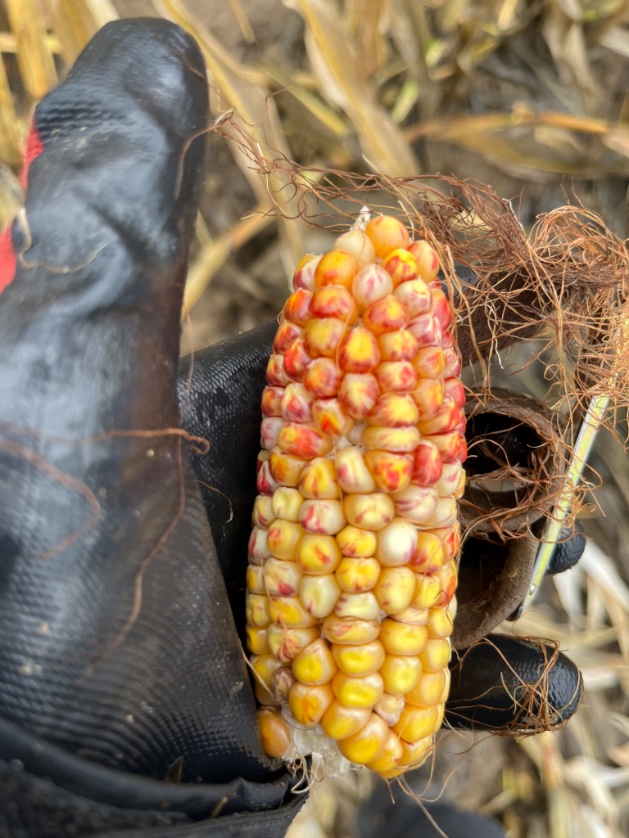 Hey <a href="/DamonLisch/">Damon Lisch</a> any idea what’s going on here with the red color?