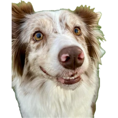 Happy Charismas 🎄🎶