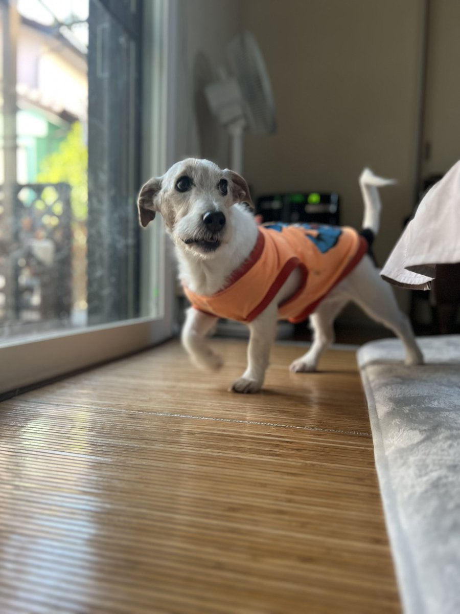 joy4ss's tweet photo. おはようございます🐶
#ジャックラッセルテリア https://t.co/2ltFgsZ95i