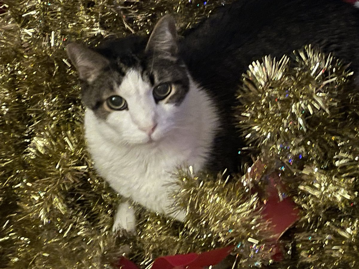My sweet Stefan is terminally ill. We’re hoping to have him through Christmas at least. We’re devastated.