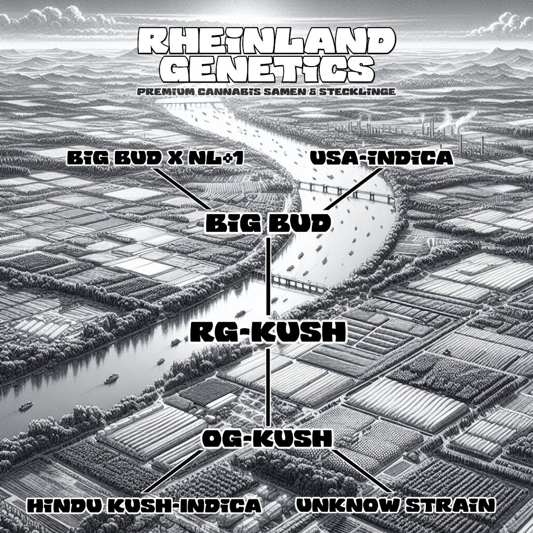 Rheinland Genetics tweet media