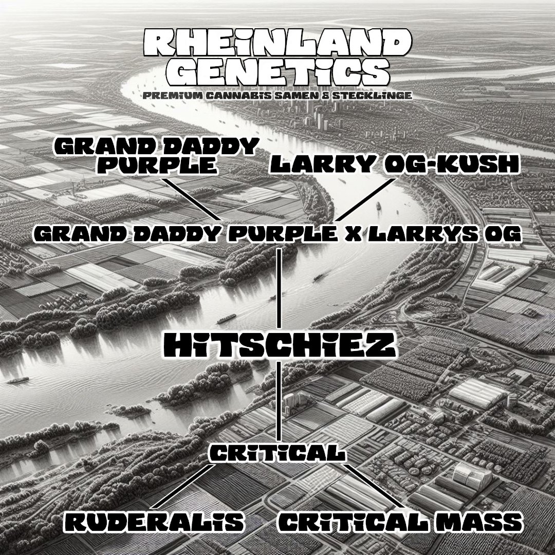 Rheinland Genetics tweet media