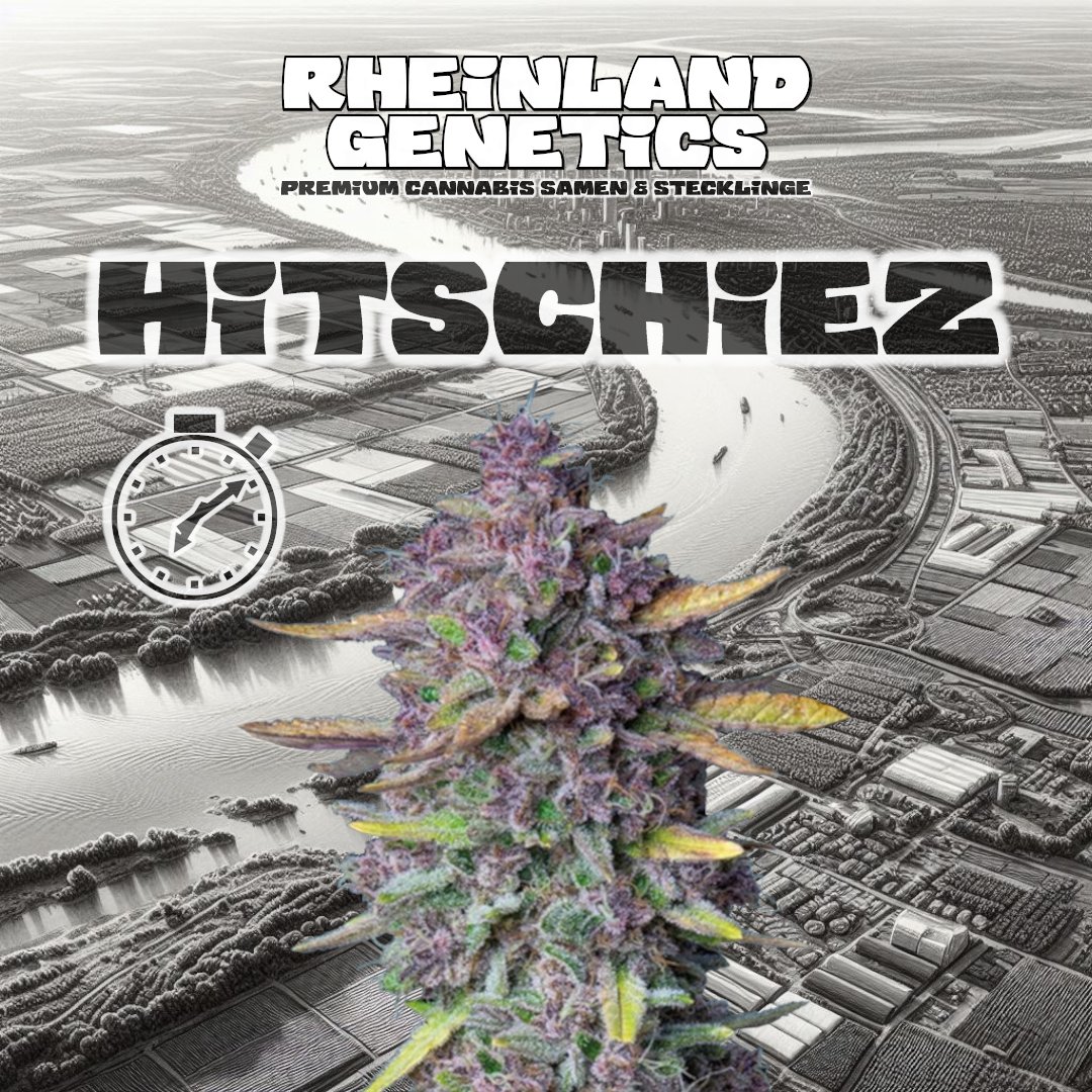 Rheinland Genetics tweet media