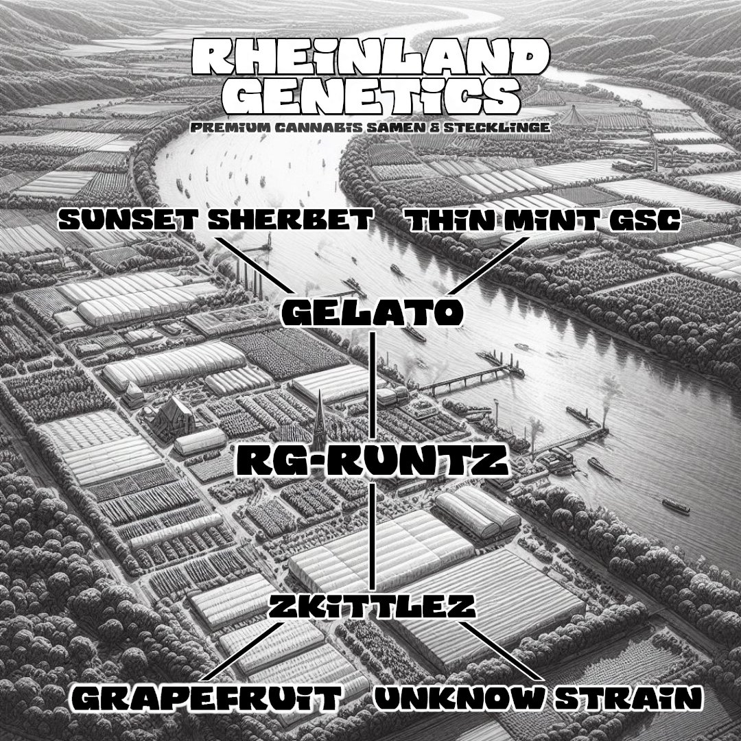 Rheinland Genetics tweet media