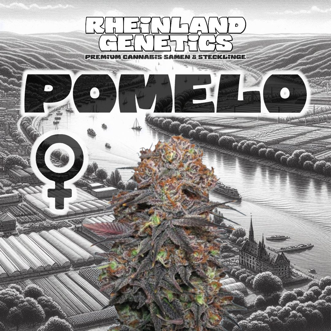 Rheinland Genetics tweet media