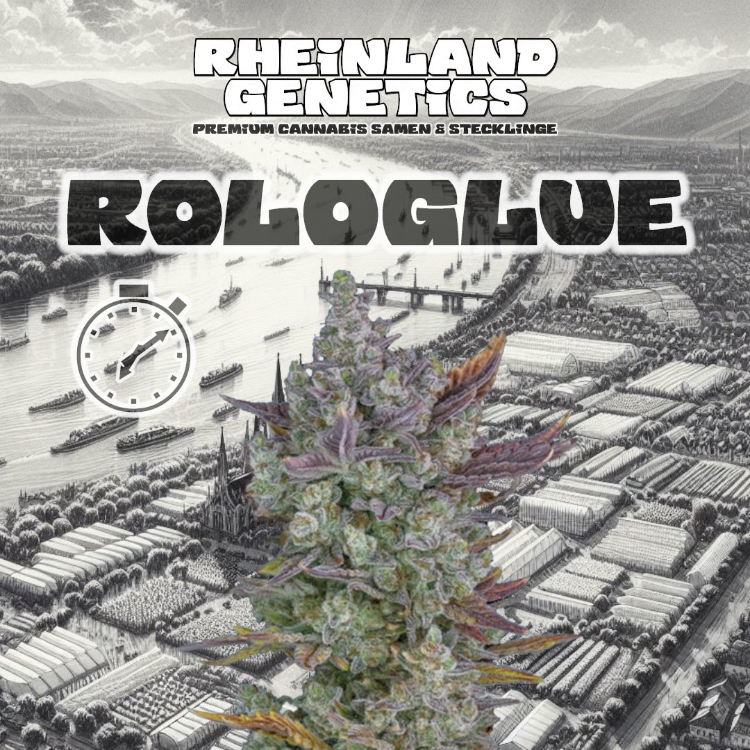 Rheinland Genetics tweet media