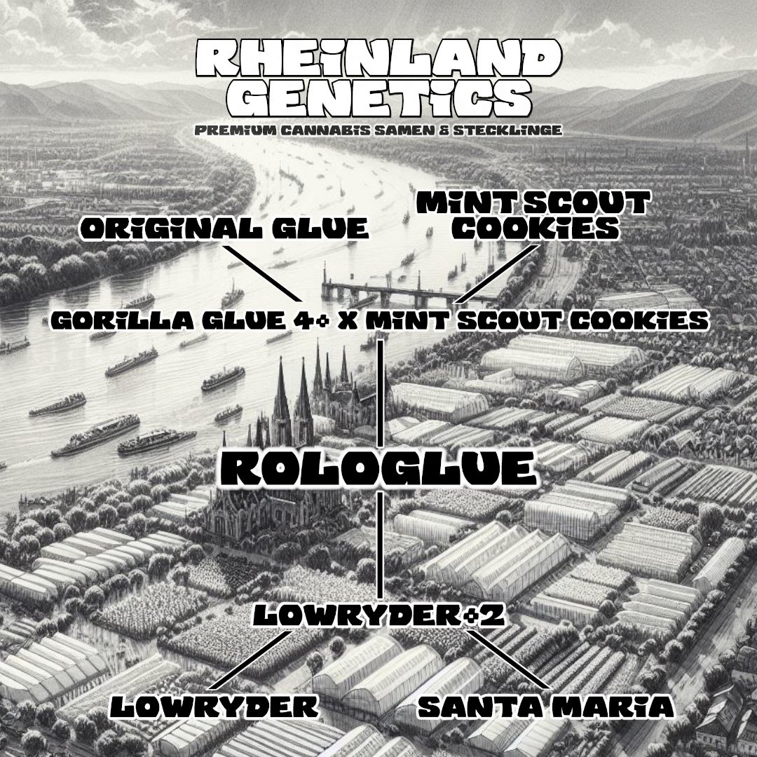 Rheinland Genetics tweet media