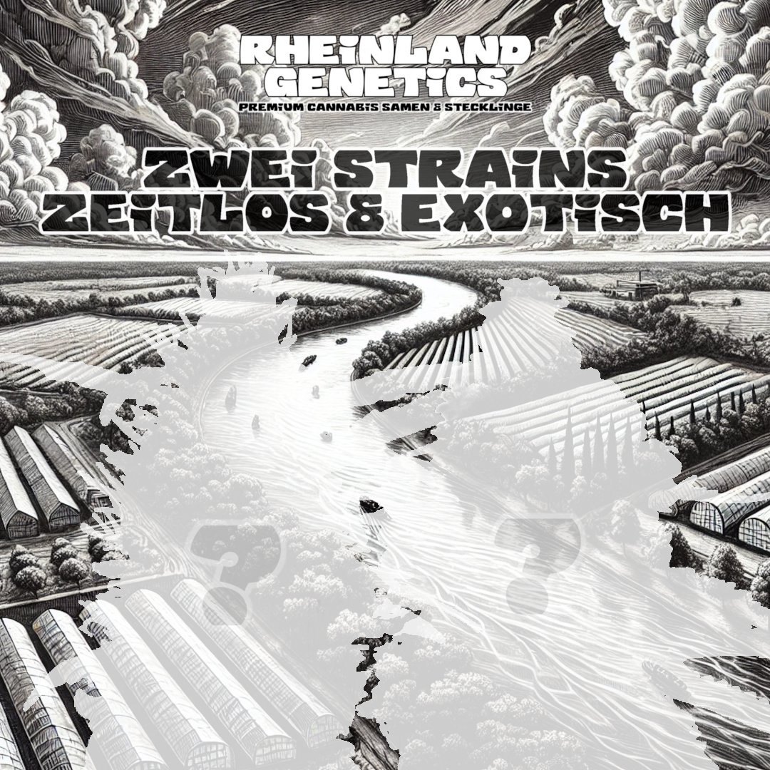 Rheinland Genetics tweet media