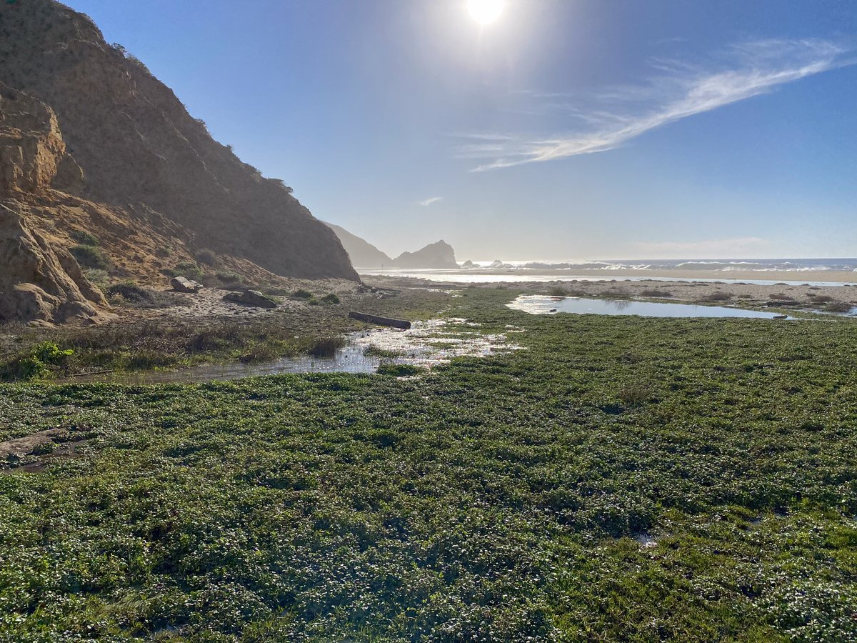 #DYK that estuaries are magical?! 

Estuaries are some of the most biologically productive regions on the planet! From phytoplankton to fish to plants and more, our Estuary holds layers of biodiversity.  Sounds magical to us!  #SFestuary
