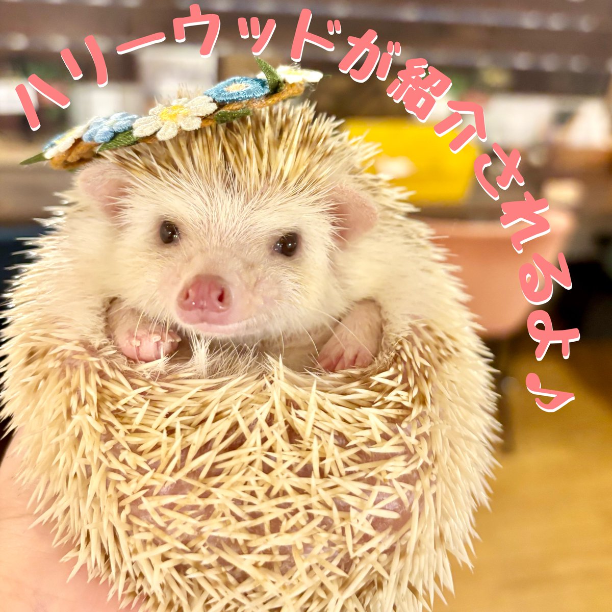 cafeharrywood's tweet photo. 全国どこでもHPかアプリから無料で聴ける #HeartFM という #ラジオ 局でハリーウッドが紹介されます✨
放送日時は本日12/14📻
22:00~22:30の #HeartLounge という番組にあるコーナー #トントンの歩き方 で放送されます☺
今から放送が楽しみですね🦔
https://t.co/qa6LQXy9Gi
#Heartfm810 #名古屋 https://t.co/QFV9qpllKk