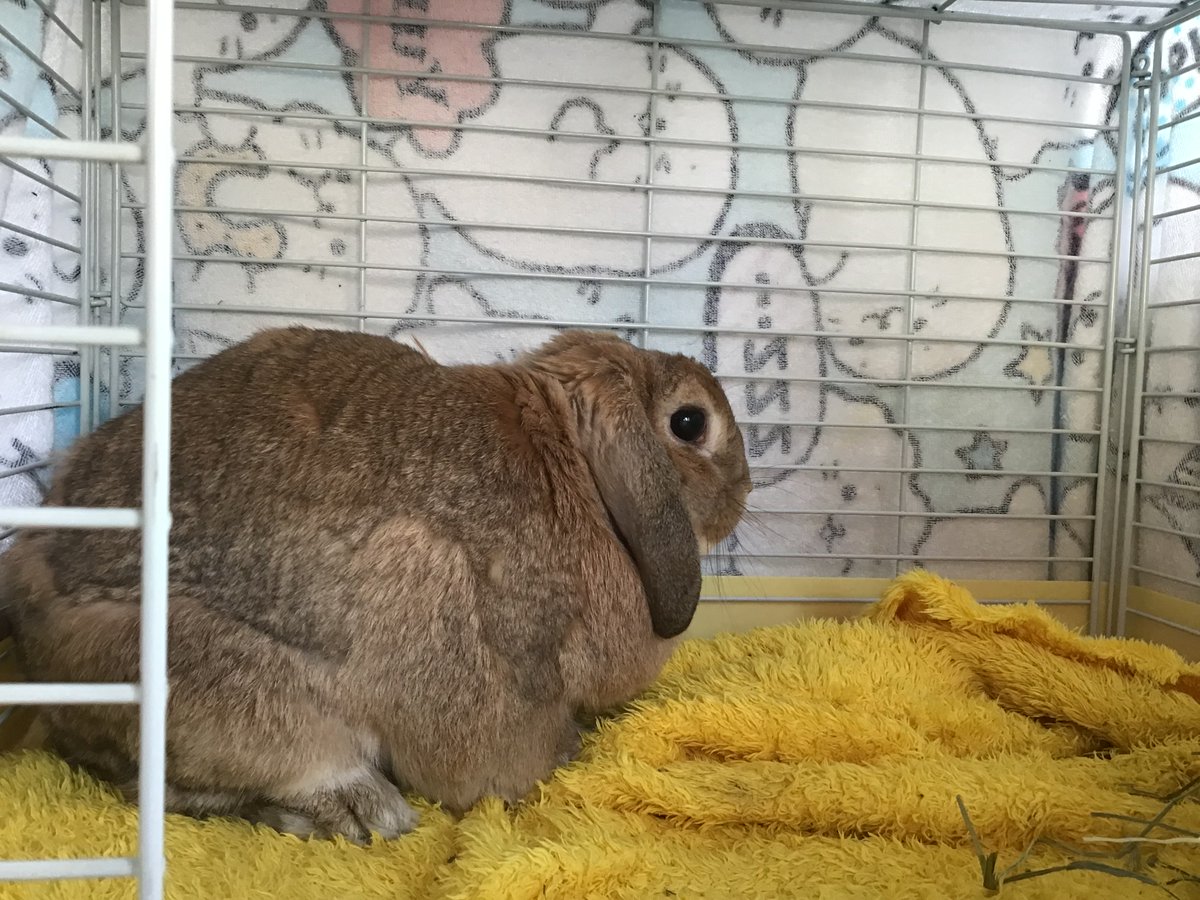 今日は定期検診です。ブラッシングもしてもらうよ🐰