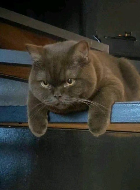 darkeiddd's tweet image. Norris viendo que Bama le consiguió novia cuando claramente es Gay:

#Garime