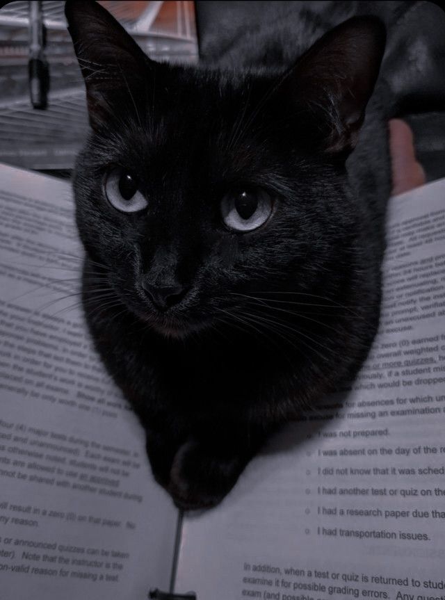 itslulululu's tweet image. My cat boy | Meanie au

Onde Wonwoo, famoso escritor do século 18 foi amaldiçoado a viver por séculos como um gato até que encontrasse alguém que o amasse de verdade, a ponto de se sacrificar por ele.