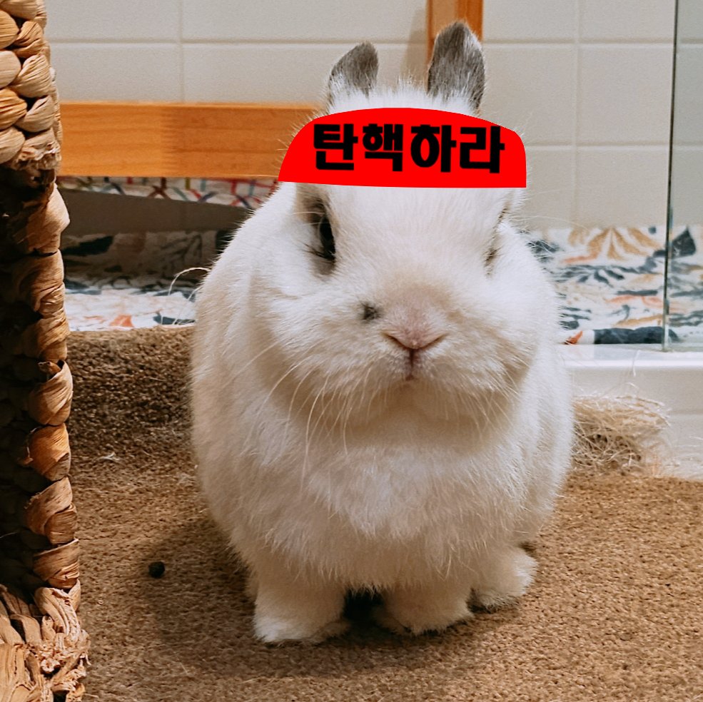 molang2017's tweet photo. 먼곳에서 조금이나마 따뜻하게 원하시는 바를 이루시라고 응원보내드립니다.

빽다방 서여의도점 (국회의사당 3번 출구)에
"몰랑이"이름으로 뜨아50잔 원조커피50잔 결재해놨습니다

화이팅하세요🐰✊️
@torchmapkr https://t.co/Pv88SOWK2I