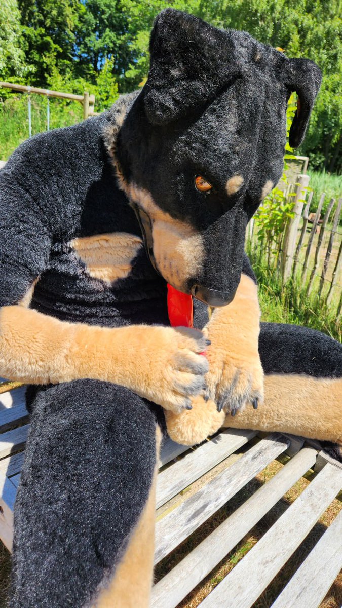 When nobody is around i can serve myself too.
Or do you want to make this Job?

#Rottweiler #FursuitFriday