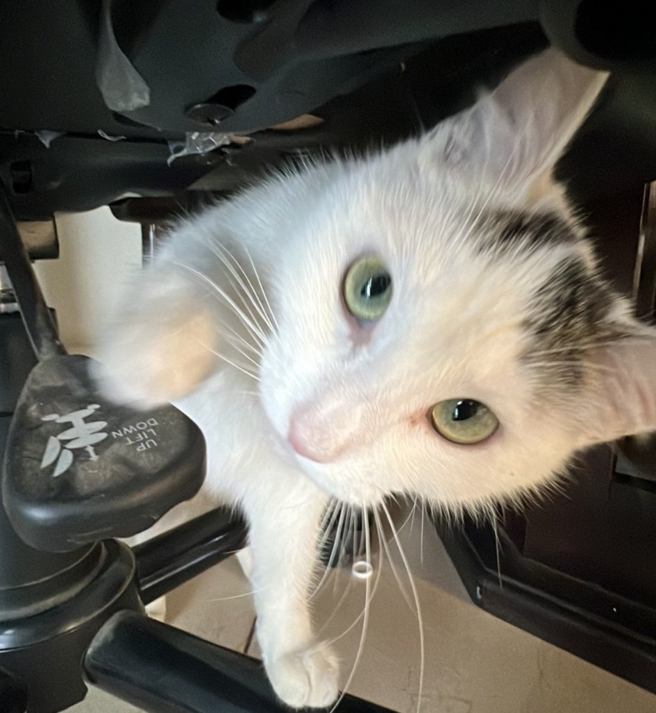 isaava_'s tweet photo. Mica es la primera mascota que es mía al 100%, y que la cuido y consiento como reina. Te amo gorda, desde que te conocí y convivía contigo a través de una reja supe que eras la gatita que siempre quise https://t.co/qKdNqUpW4y