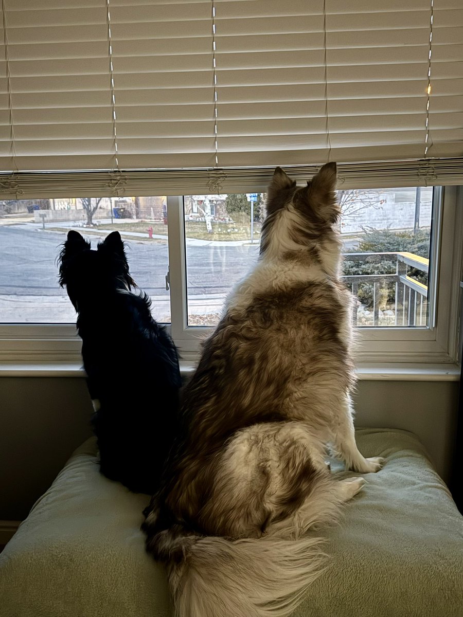 watchmefly13's tweet photo. Working from home today. Maui & Pepper standing guard. ๐
Now itโs time for some @OfficialOPLive! @ReelzChannel
They will be my #OPLiveWatchParty tonight! #OPLive #OPLiveNation #OPLNation #OPNation https://t.co/bHxv2TIrBq