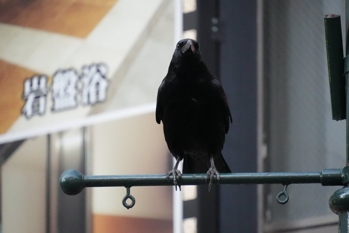 ParadiseProject's tweet image. #写真好きな人と繋がりたい #写真撮っている人と繋がりたい #カメラ好きな人と繋がりたい #fujifilm_xseries #fujifilm #photography

カメラで撮影したものを出すように新しくアカウント作りました！
あなたの世界に彩を📸📸