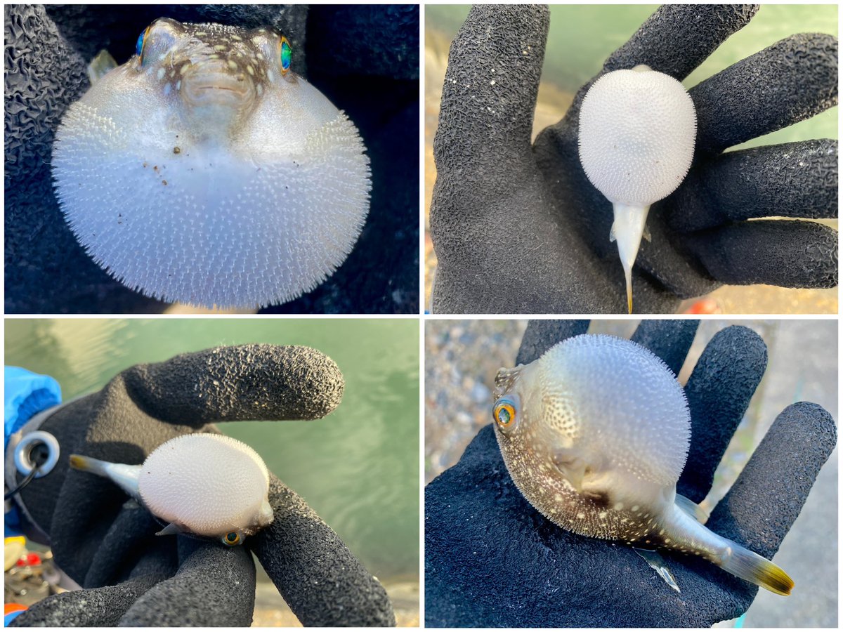 MonkeyMagic1696's tweet photo. 釣りで厄介者嫌われ者のフグ🐡💦釣りの時以外は実に興味深い生き物で好きなんだけどね😍💕色んな所に生息してるし全身が理にかなった進化してるし👍🏻(過去画像です🐟)
#tulalajp
#冒険用品
#JetSetter46C
#イシグロ
#Tsulino
#魚つかみグローブ
#Wigwam
#イージーキャスト
#クローズドフェイスリール https://t.co/rqUaJGB1FA