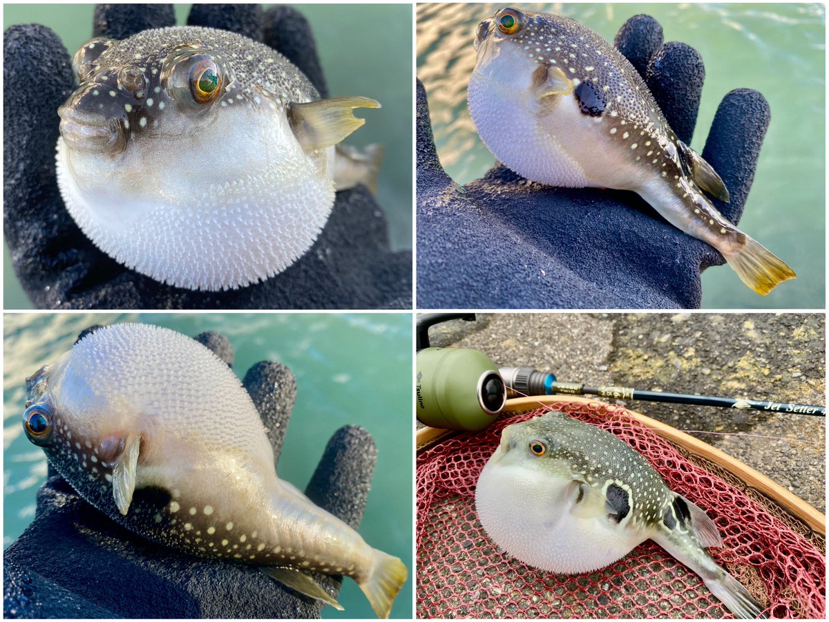 MonkeyMagic1696's tweet photo. 釣りで厄介者嫌われ者のフグ🐡💦釣りの時以外は実に興味深い生き物で好きなんだけどね😍💕色んな所に生息してるし全身が理にかなった進化してるし👍🏻(過去画像です🐟)
#tulalajp
#冒険用品
#JetSetter46C
#イシグロ
#Tsulino
#魚つかみグローブ
#Wigwam
#イージーキャスト
#クローズドフェイスリール https://t.co/rqUaJGB1FA