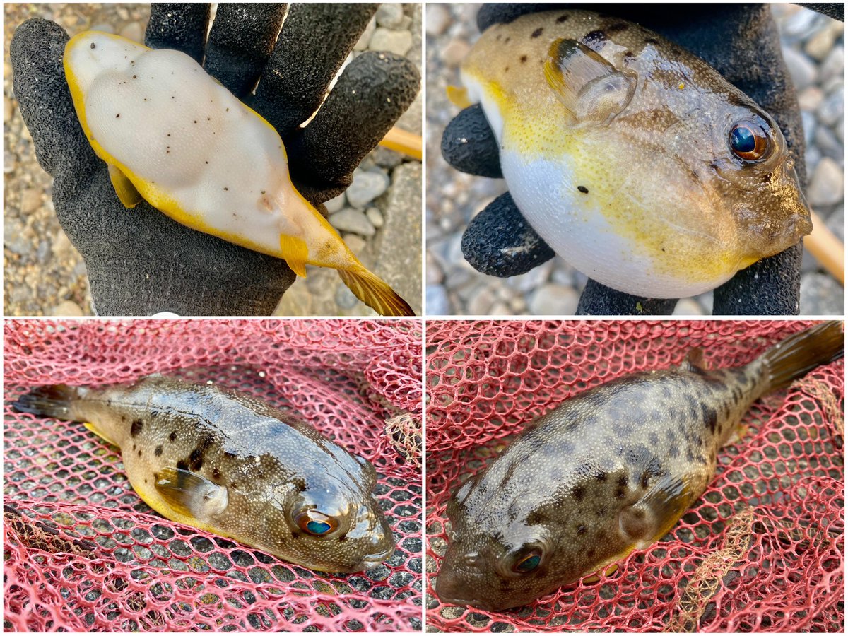 MonkeyMagic1696's tweet photo. 釣りで厄介者嫌われ者のフグ🐡💦釣りの時以外は実に興味深い生き物で好きなんだけどね😍💕色んな所に生息してるし全身が理にかなった進化してるし👍🏻(過去画像です🐟)
#tulalajp
#冒険用品
#JetSetter46C
#イシグロ
#Tsulino
#魚つかみグローブ
#Wigwam
#イージーキャスト
#クローズドフェイスリール https://t.co/rqUaJGB1FA
