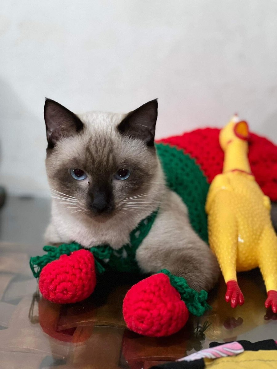 megacatstudios's tweet photo. LOOK: Chocnut is absolutely adorable in his strawberry-themed outfit this #Caturday! Isn't he just cute? π | Photo from Lawrence
Join our #CatGlobal: https://t.co/kNMtrUjwk1 https://t.co/OR89kfY1Qc