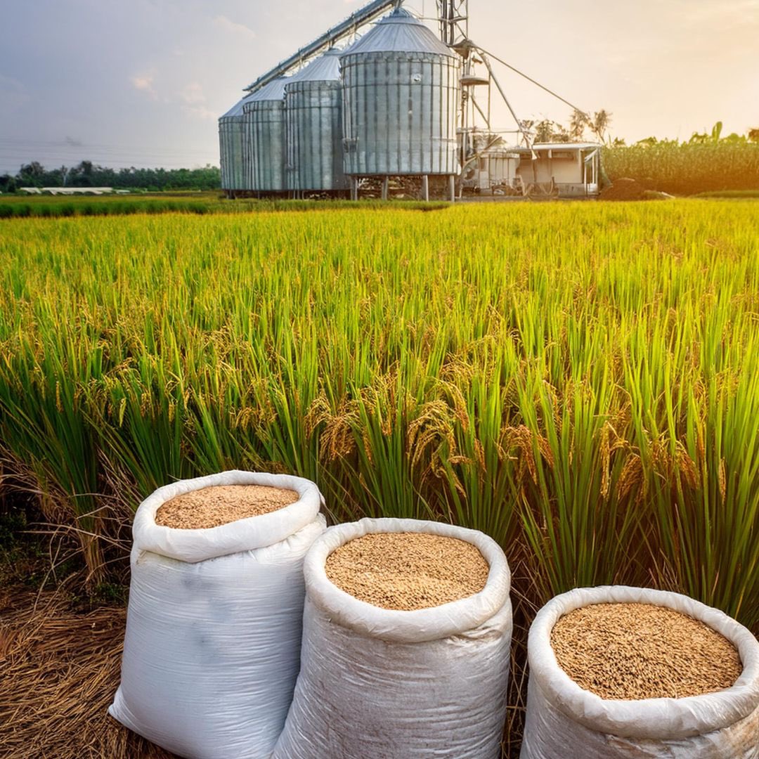 AgriculturaEc's tweet photo. En consenso se fijó nuevo precio mínimo de sustentación del arroz para 2025

El MAG fijó el nuevo precio mínimo de sustentación de la saca de arroz cáscara grano largo, con longitud mayor de 7mm, de 205 libras (92.99 kg), con 20% de humedad y 5% de impurezas, en USD36.00 para el ciclo 2025; y el precio mínimo de sustentación de la saca de arroz cáscara grano corto, con longitud menor de 7mm, de 205 libras (92.99 kg), con 20% de humedad y 5% de impurezas, en USD34.00. 

La mesa del consejo, presidida por el Ministro @DPalaciosEc, se realizó esta tarde en la ciudad de Guayaquil con la participación de todos los actores de la cadena arrocera. 

#ElNuevoEcuadorResuelve