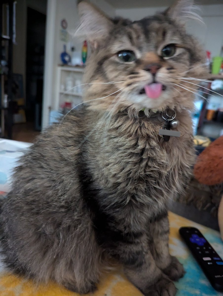 x - kat 😺🏳️‍🌈🏳️‍⚧️🇵🇸 tweet media