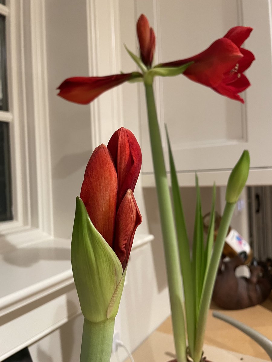 The  Oncologist’s Garden: Outside the garden may seem as dead as a stone but inside, the seasonal Amaryllis’s are just showing off 😀