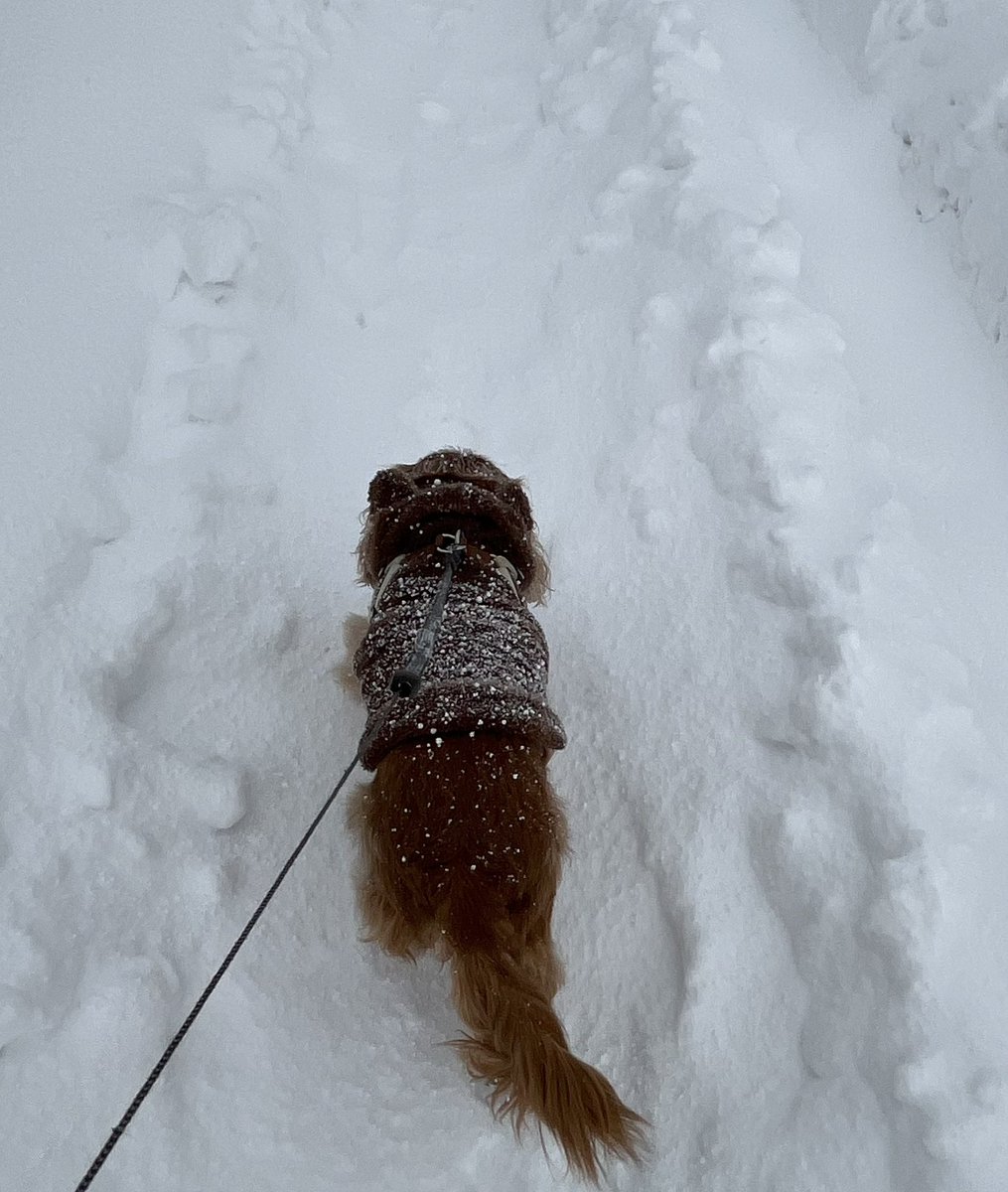 ゆきんぽ　寒いから少しだけね❄️🐶

#キャバリア
#元気な11歳
