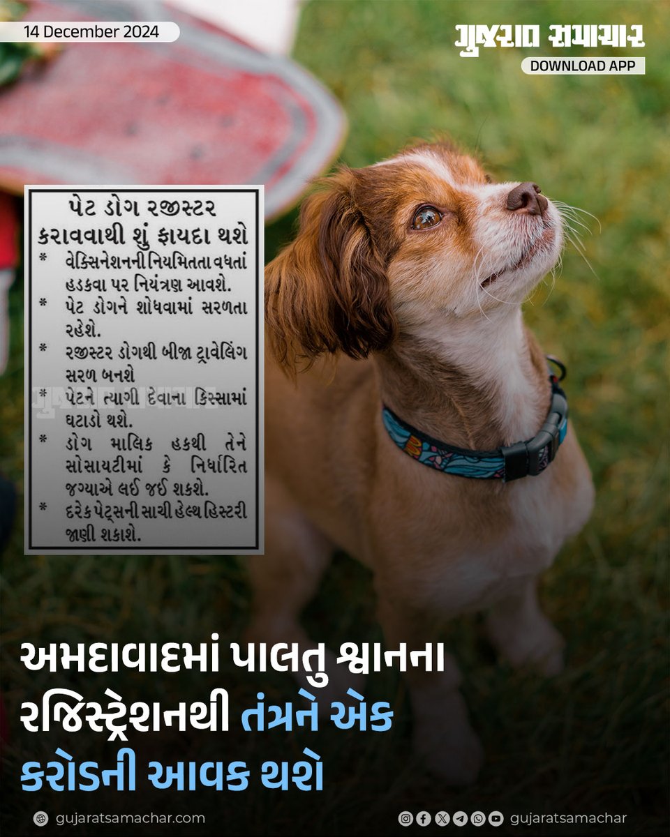 gujratsamachar's tweet image. Pet Dog Registration: વેક્સિનમાં નિયમિતતા, ટ્રાવેલિંગમાં સરળતા તથા પેટ ડોગની સાચી હેલ્થ હિસ્ટ્રી જાણી શકાશે 

#Ahmedabad #PetDog #Registration #Amdavad #Gscard #Gujaratsamachar