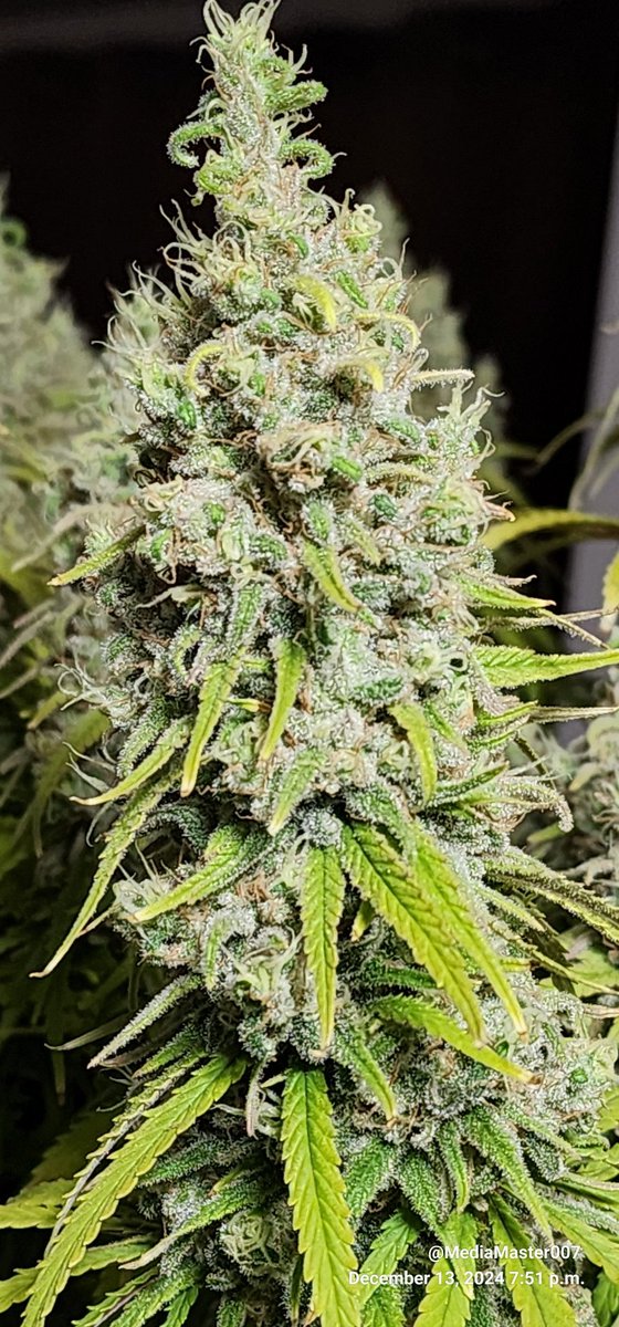 Today is the day this Black Sugar from <a href="/SeedsmanSeeds/">Seedsman</a> comes down. Such a beautiful looking plant with some of the frostiest buds I have personally grown.  Waiting for this to dry is definitely going to test my patience. #growyourown