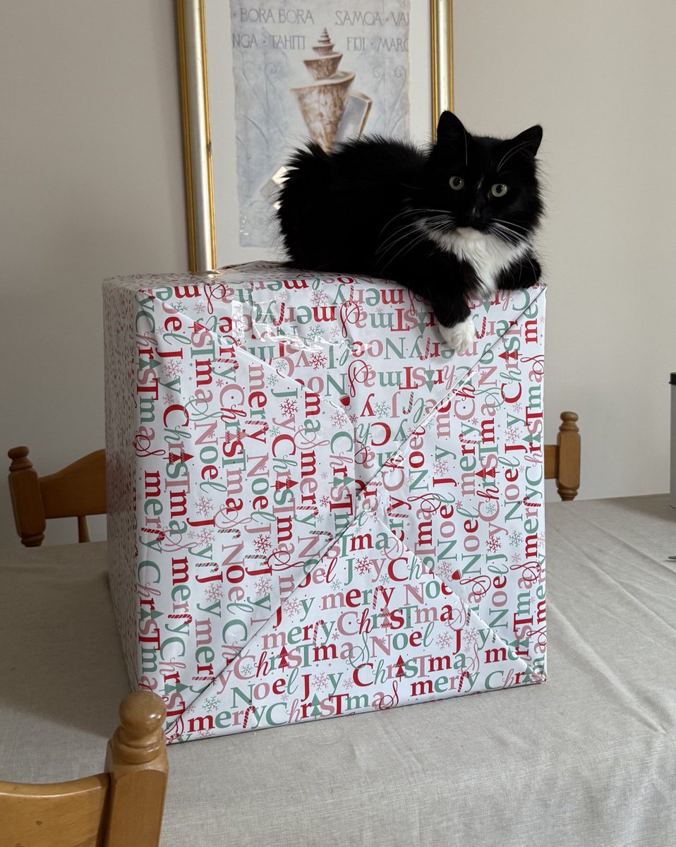 seraislostagain's tweet photo. Tofu:
Me or this gift? https://t.co/PWHLX4xxAX