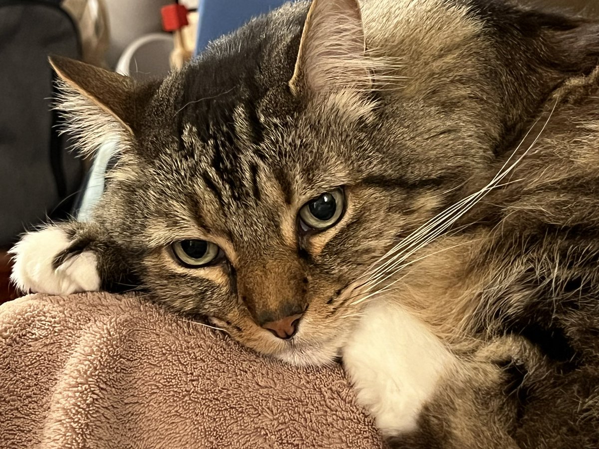 strongpoint71's tweet photo. my beautiful giant boy departed Monday, after spending nearly all of his 18 years as king of the household

farewell, sweet Robbie. you were an extraordinary cat, loved like no other, and there will never be another like you. i hope our paths cross again someday 💔 https://t.co/vxyAH1J2bx