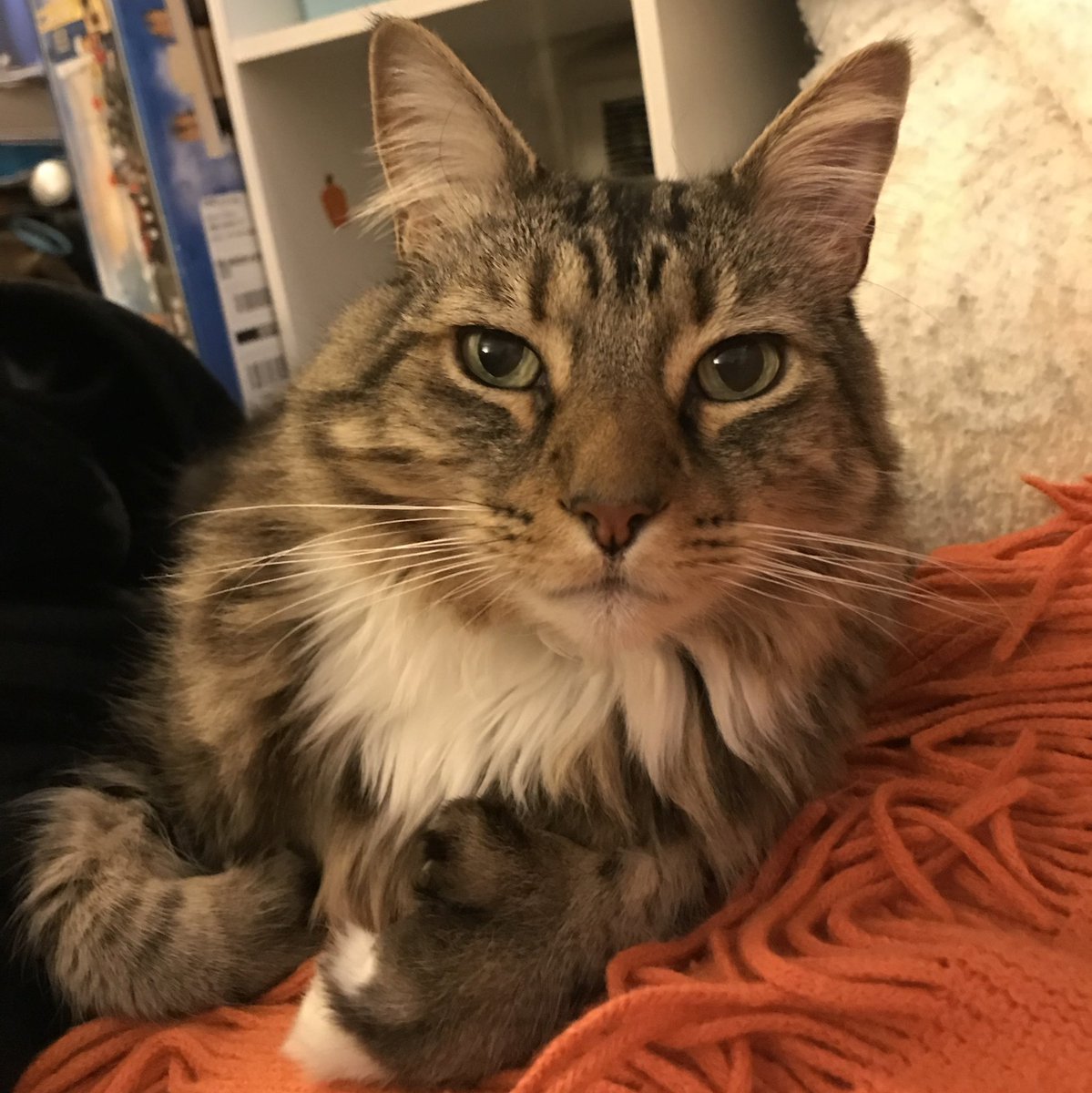 strongpoint71's tweet photo. my beautiful giant boy departed Monday, after spending nearly all of his 18 years as king of the household

farewell, sweet Robbie. you were an extraordinary cat, loved like no other, and there will never be another like you. i hope our paths cross again someday 💔 https://t.co/vxyAH1J2bx
