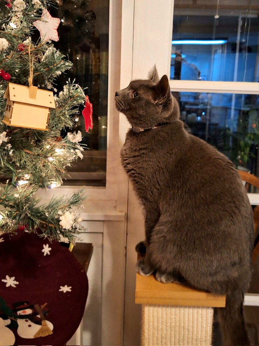 The plotting of the Christmas tree's demise has begun.