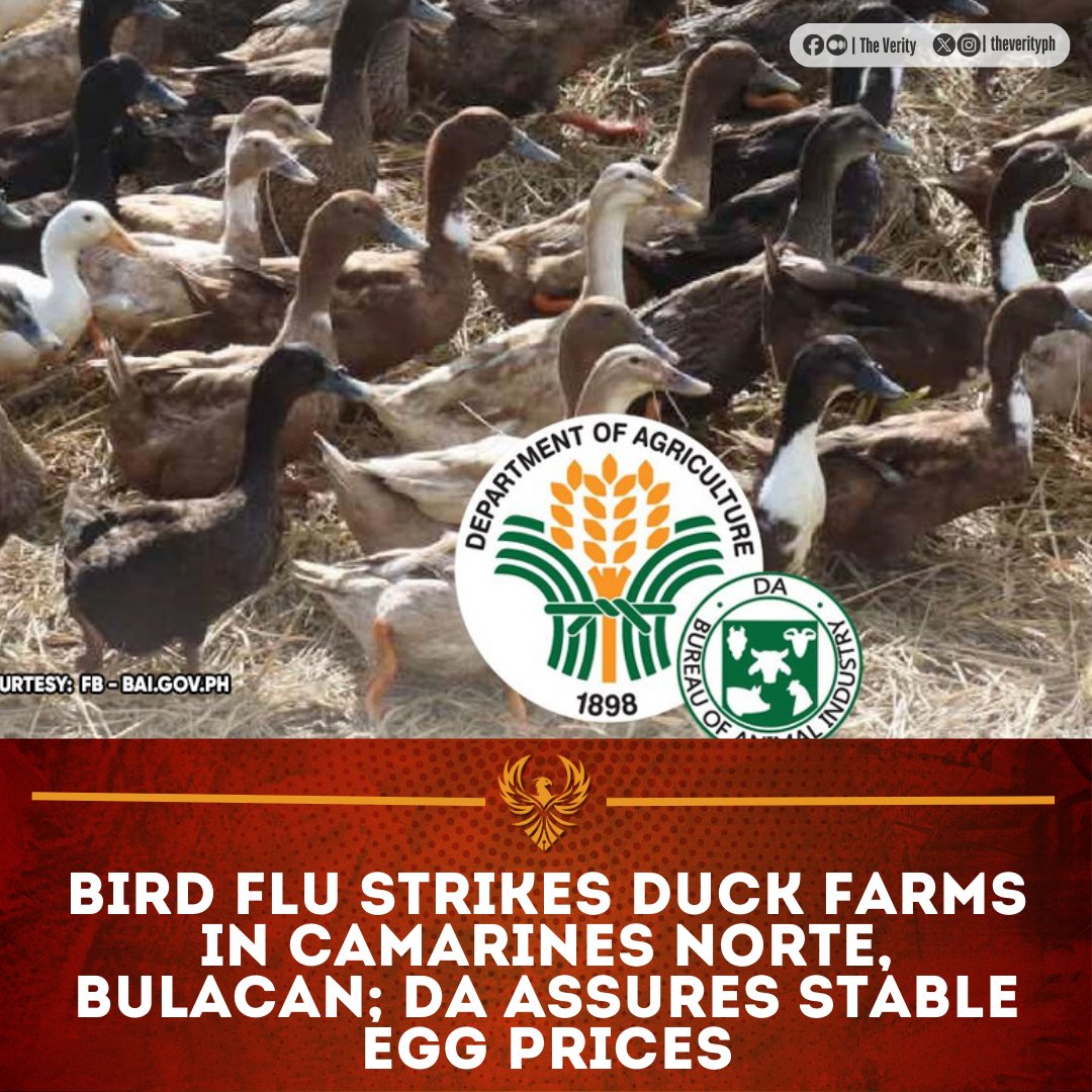 TheVerityPh's tweet photo. The Bureau of Animal Industry (BAI) has confirmed report of avian influenza in duck farms in Camarines Norte and Pandi, Bulacan.

Despite the detection, the Department of Agriculture (DA) has assured the public that there will be no significant increase in egg prices https://t.co/9xMqUir7yn