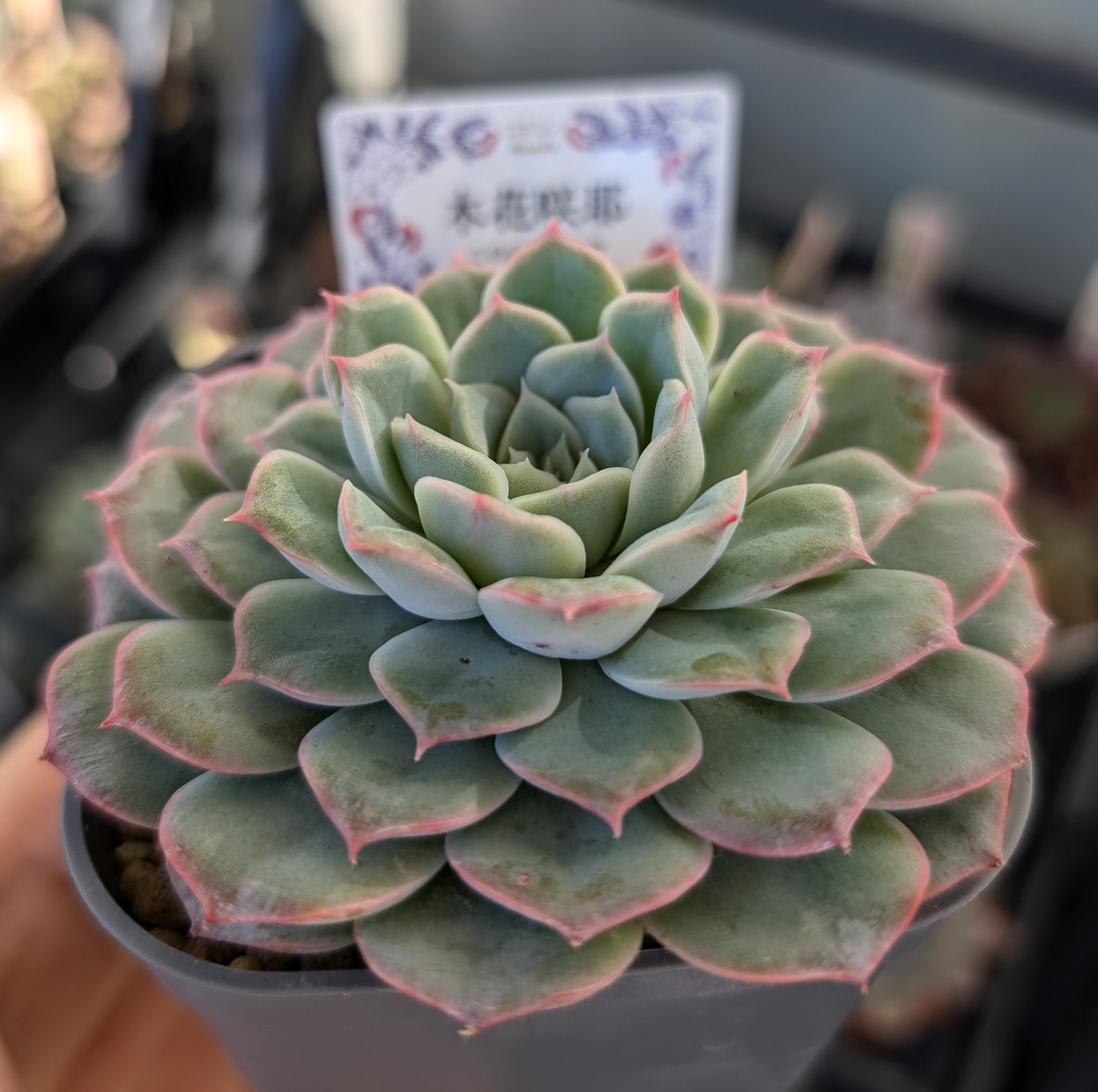 コキリノさん苗❤️2苗セット✨速達❤️ コキリノさん苗❤️2苗セット✨速達❤️ 新作タグとリストできました