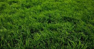 Infinium SMP tweet media