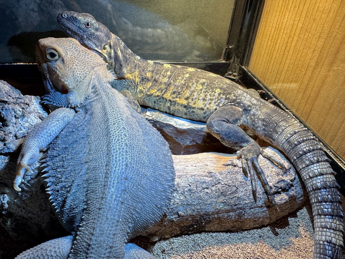 バナスパがケージにいない…  と思ったらここに居た f^_^;
意外と仲良しでいける、かも？